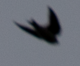 swallow sp. - ML382172181