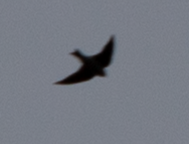 swallow sp. - ML382172191