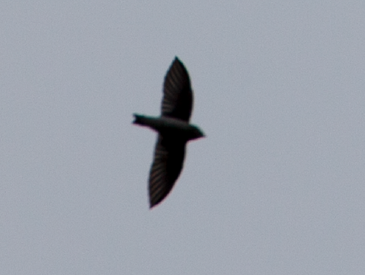 swallow sp. - ML382172241