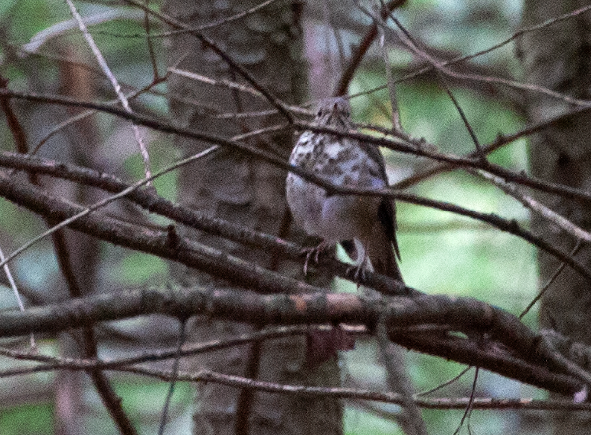 Hermit Thrush - ML382172251