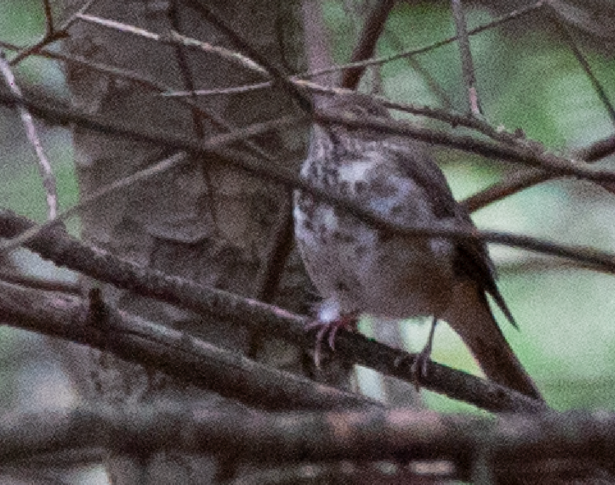 Hermit Thrush - ML382172261
