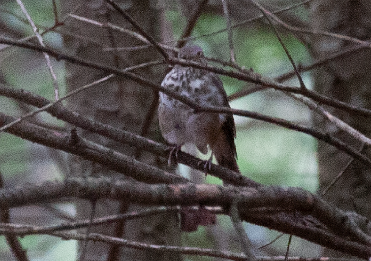 Hermit Thrush - ML382172281
