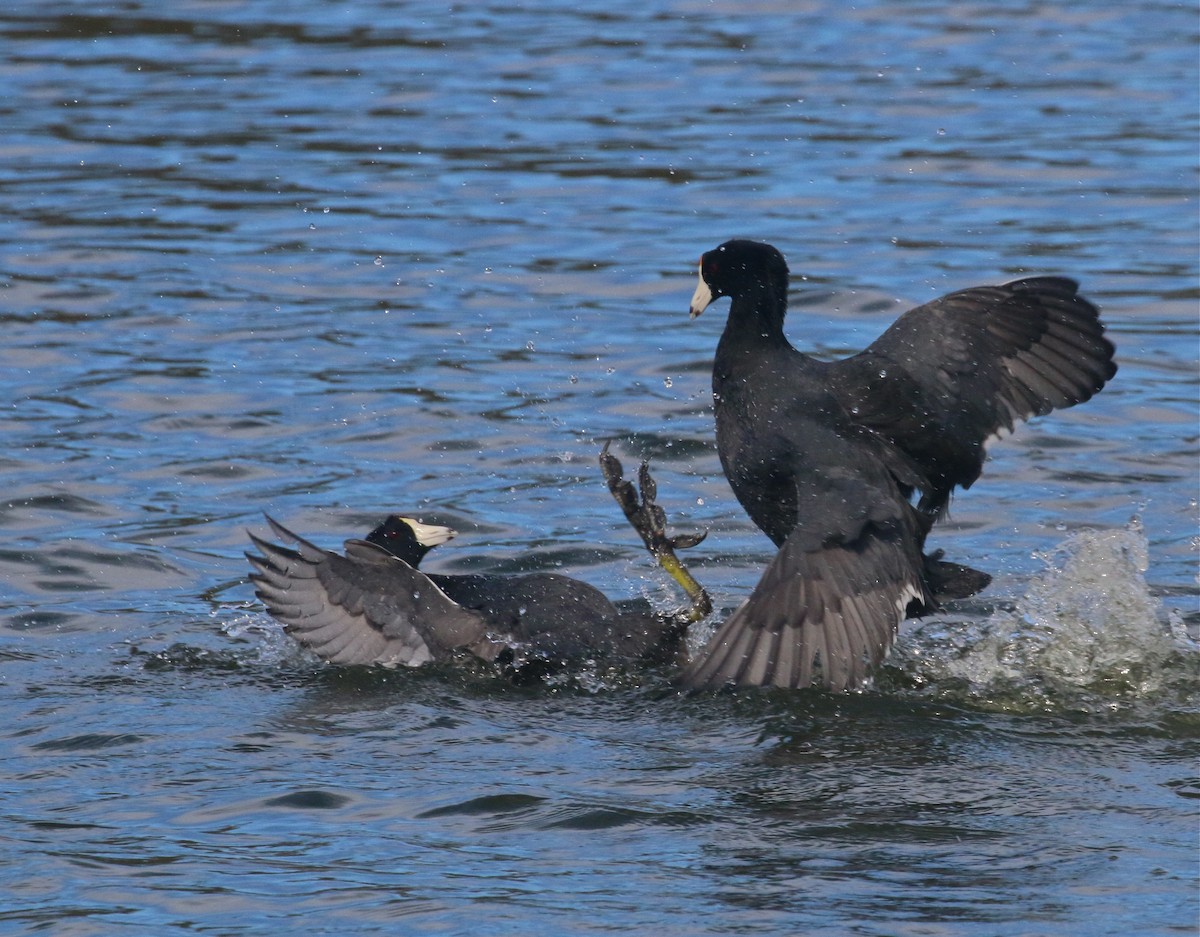 American Coot - ML382173351