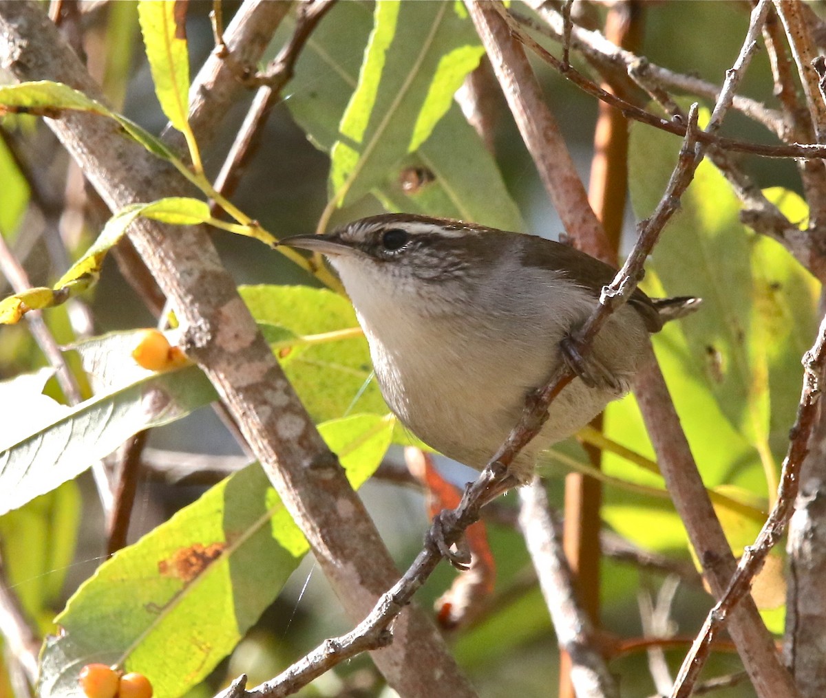 Bewick's Wren - ML382174171