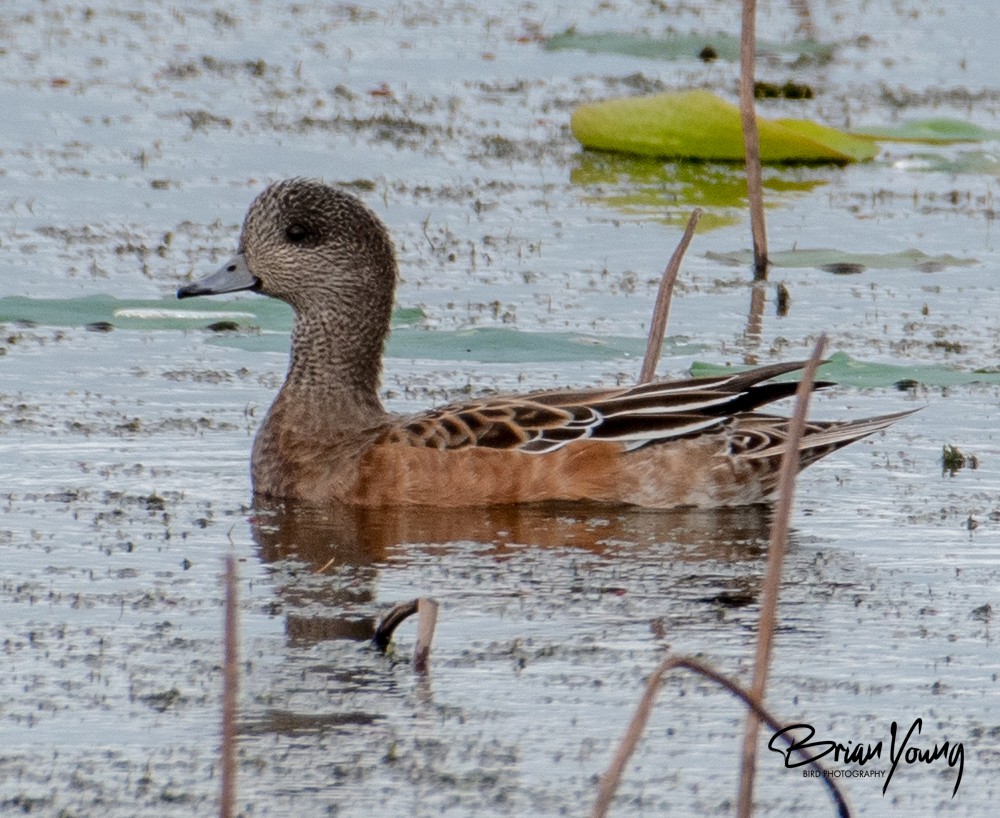 American Wigeon - Brian Young
