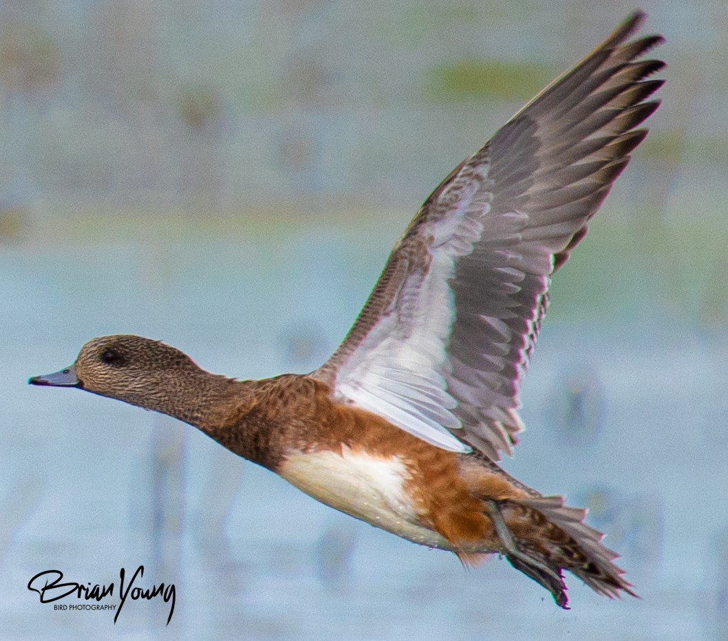 American Wigeon - Brian Young