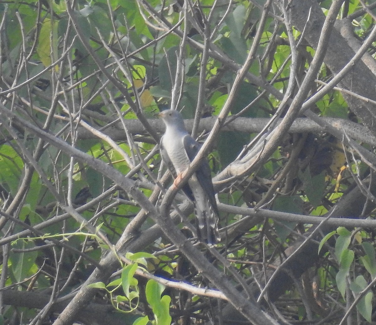 Common Cuckoo - ML38217551