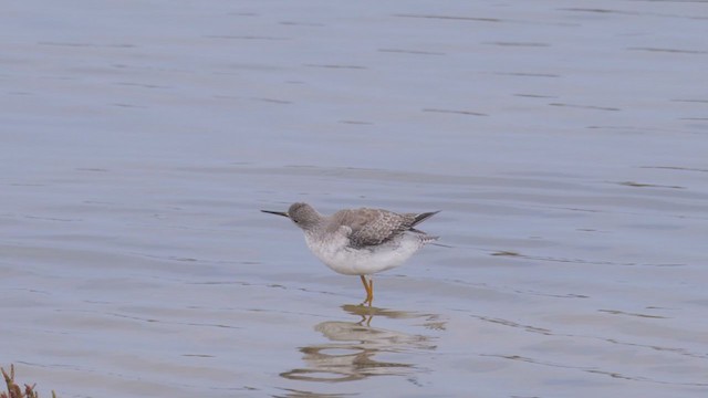 Lesser Yellowlegs - ML382175601