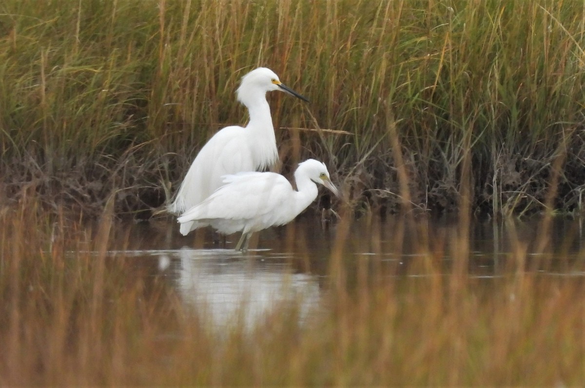 Little Blue Heron - ML382175931