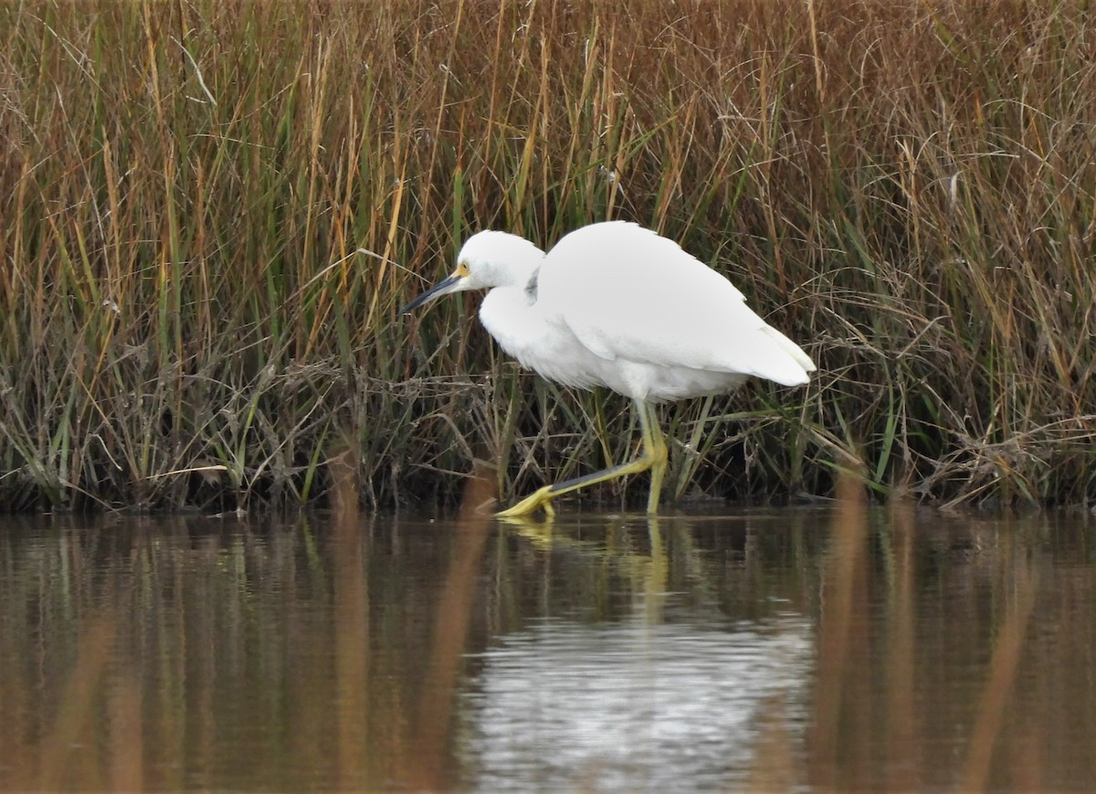 Little Blue Heron - ML382176011