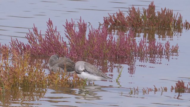 Lesser Yellowlegs - ML382176071