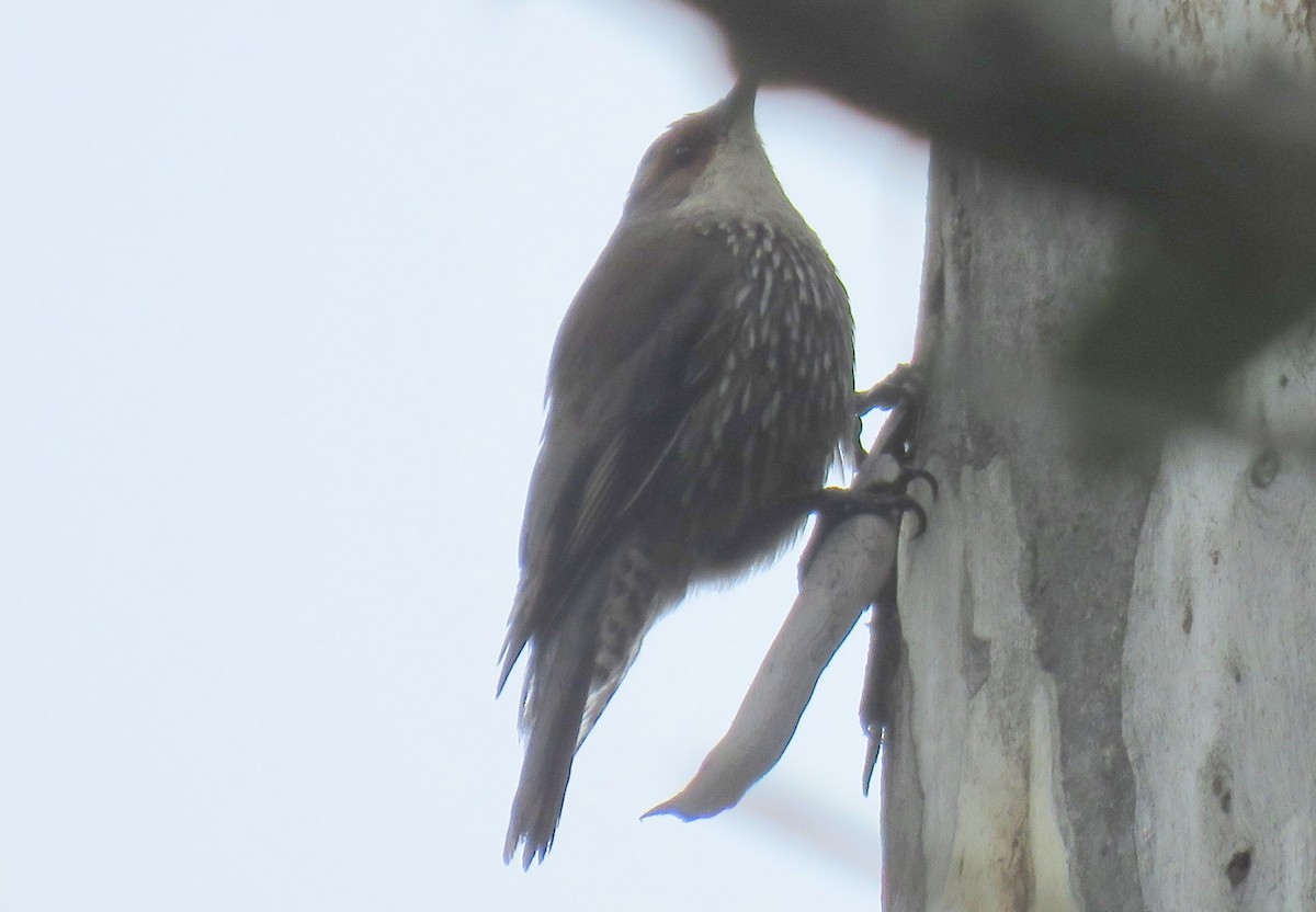 Red-browed Treecreeper - ML382177101