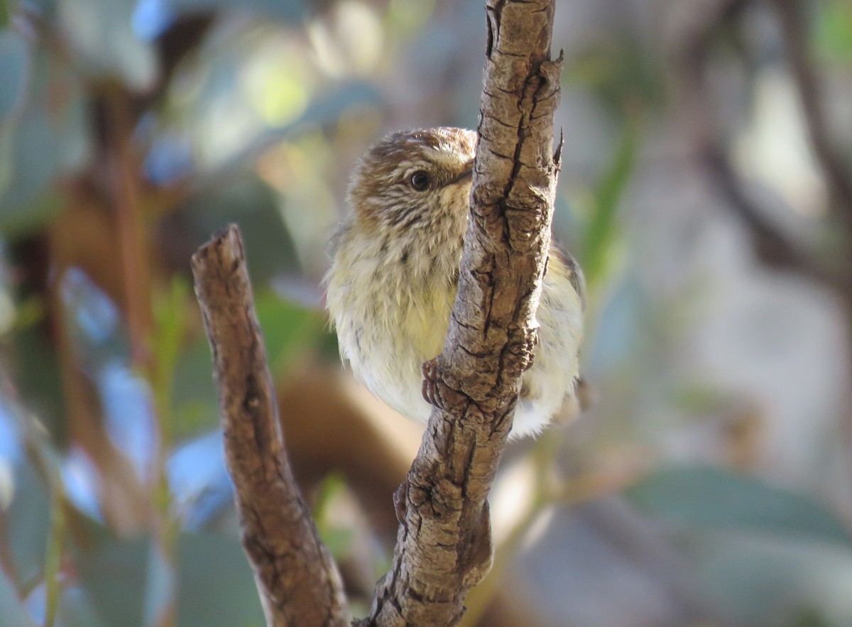 Striated Thornbill - ML382177801