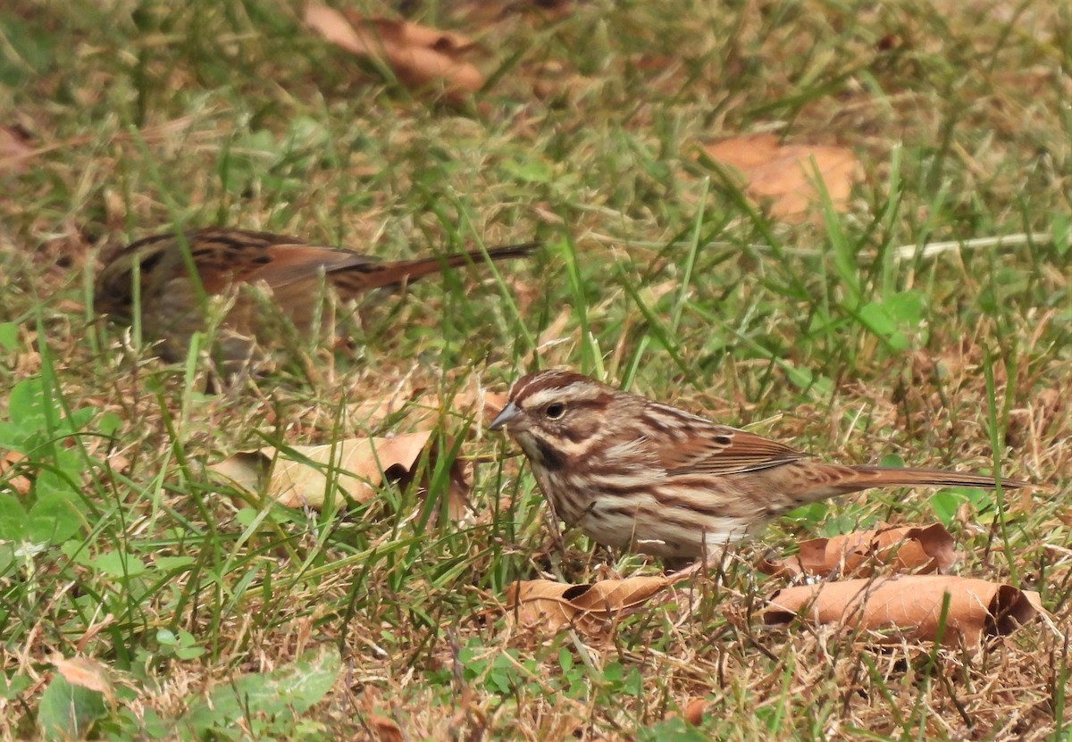 Song Sparrow - ML382178971