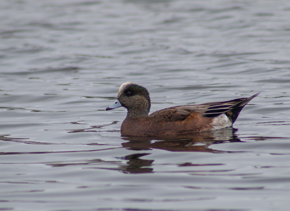 American Wigeon - ML382179231