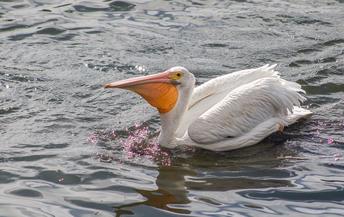 American White Pelican - ML382179411