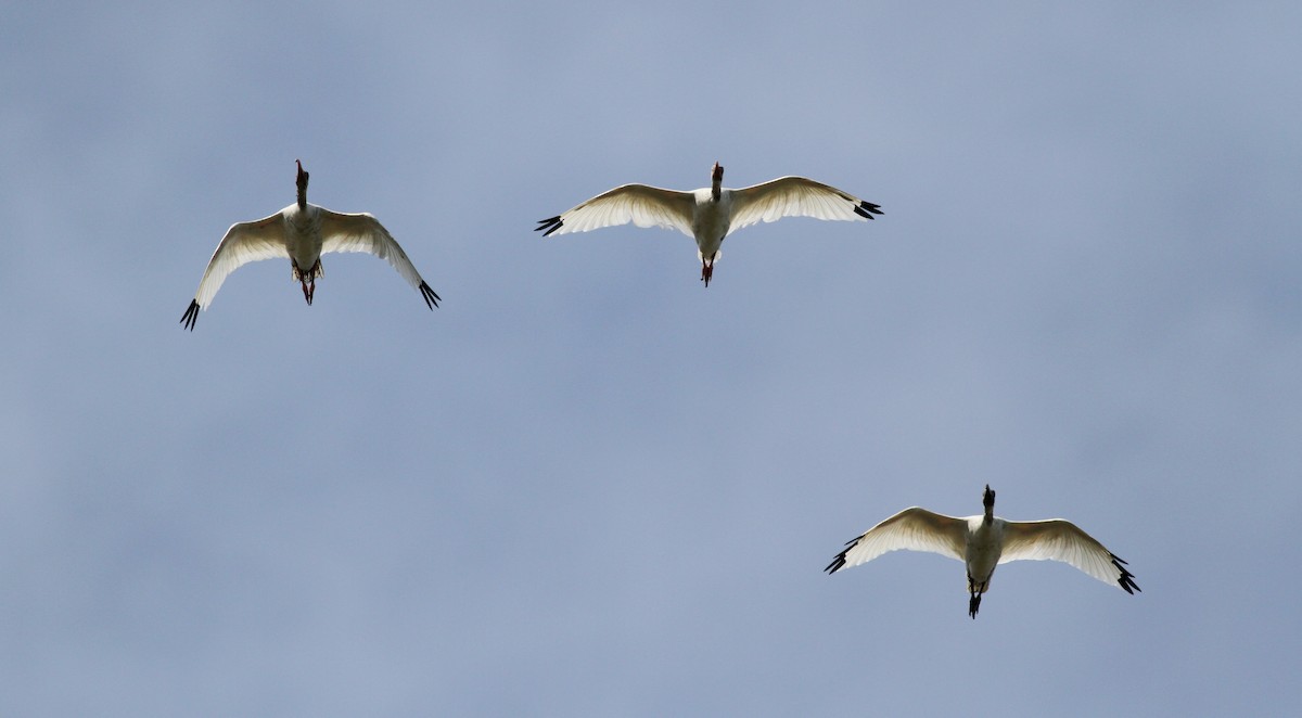 ibis bílý - ML38218061