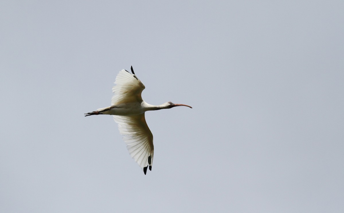 ibis bílý - ML38218071