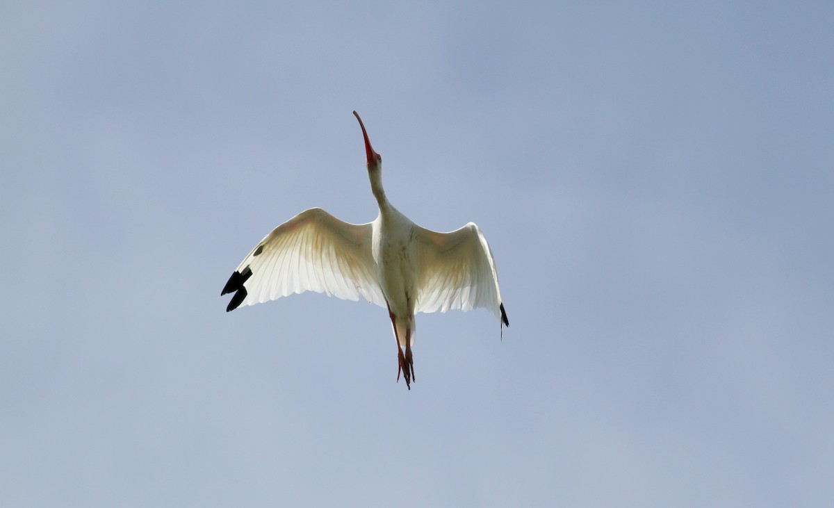 White Ibis - ML38218111