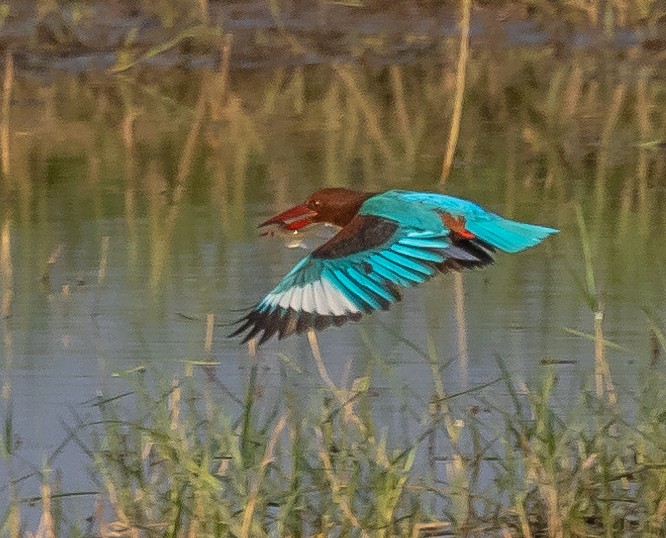 White-throated Kingfisher - ML382181331