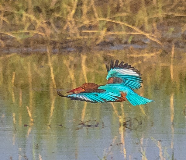 White-throated Kingfisher - ML382181371