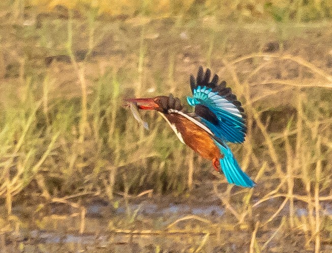 White-throated Kingfisher - ML382181381