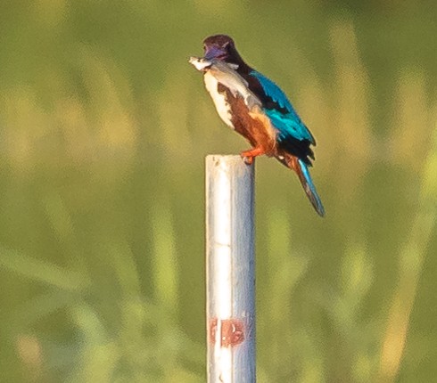 White-throated Kingfisher - ML382181391