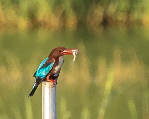 White-throated Kingfisher - ML382181411