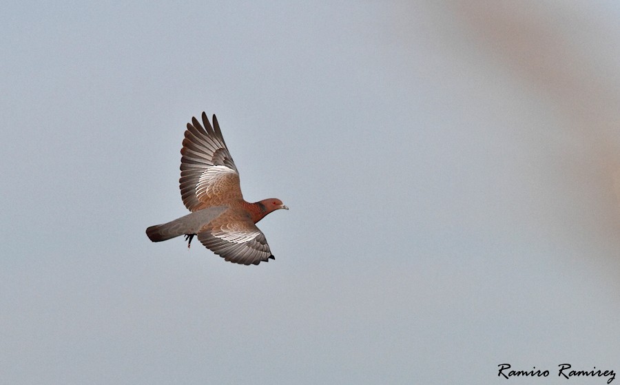 Picazuro Pigeon - ML38218151