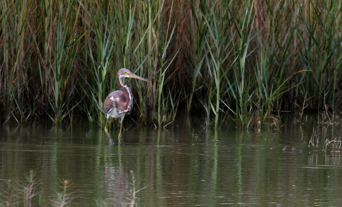 Tricolored Heron - ML38218161