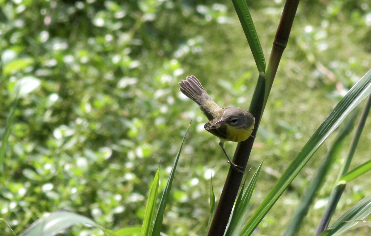 Prairie Warbler - ML38218201