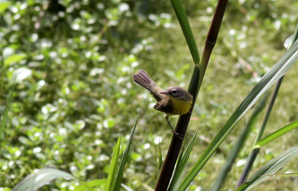 Prairie Warbler - ML38218211