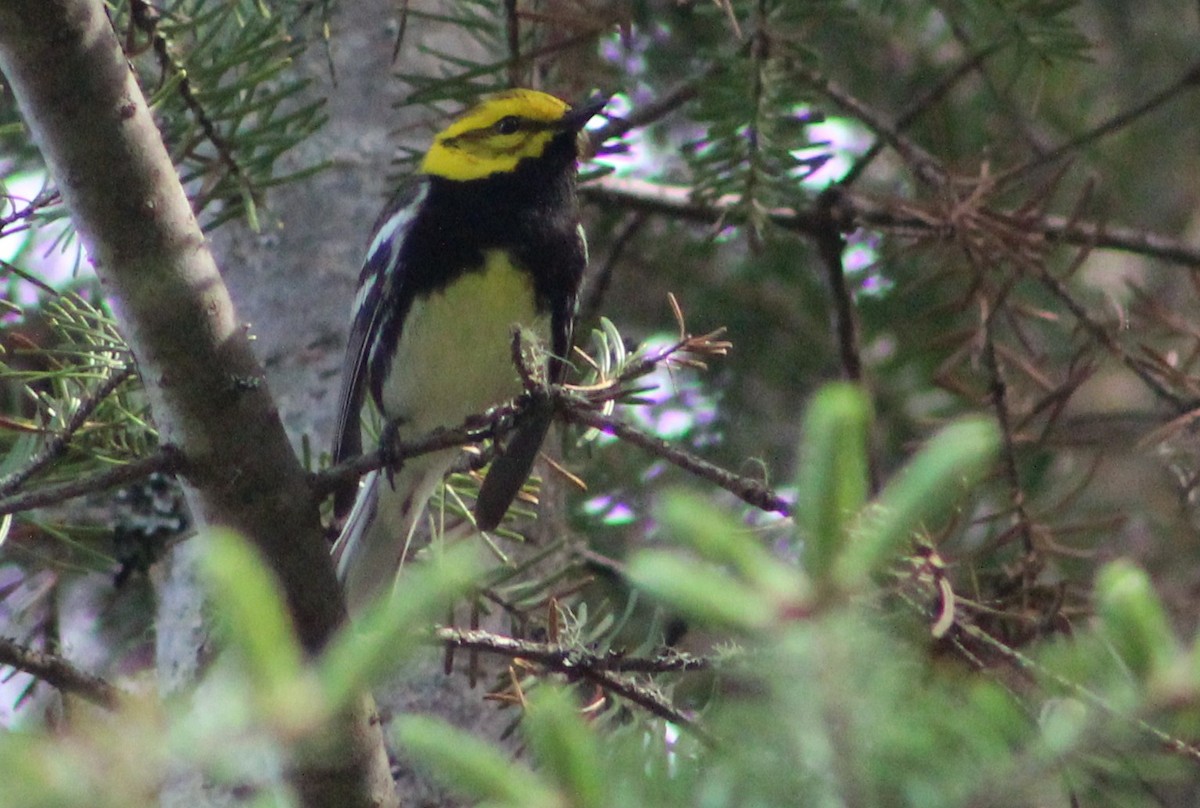 Black-throated Green Warbler - ML382184151