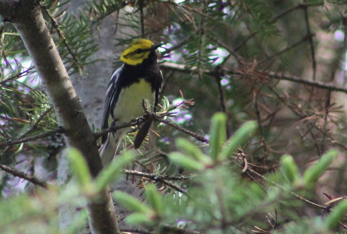 Black-throated Green Warbler - ML382184161