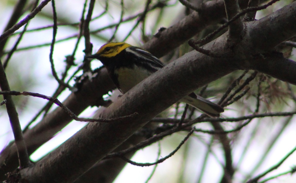 Black-throated Green Warbler - ML382184171