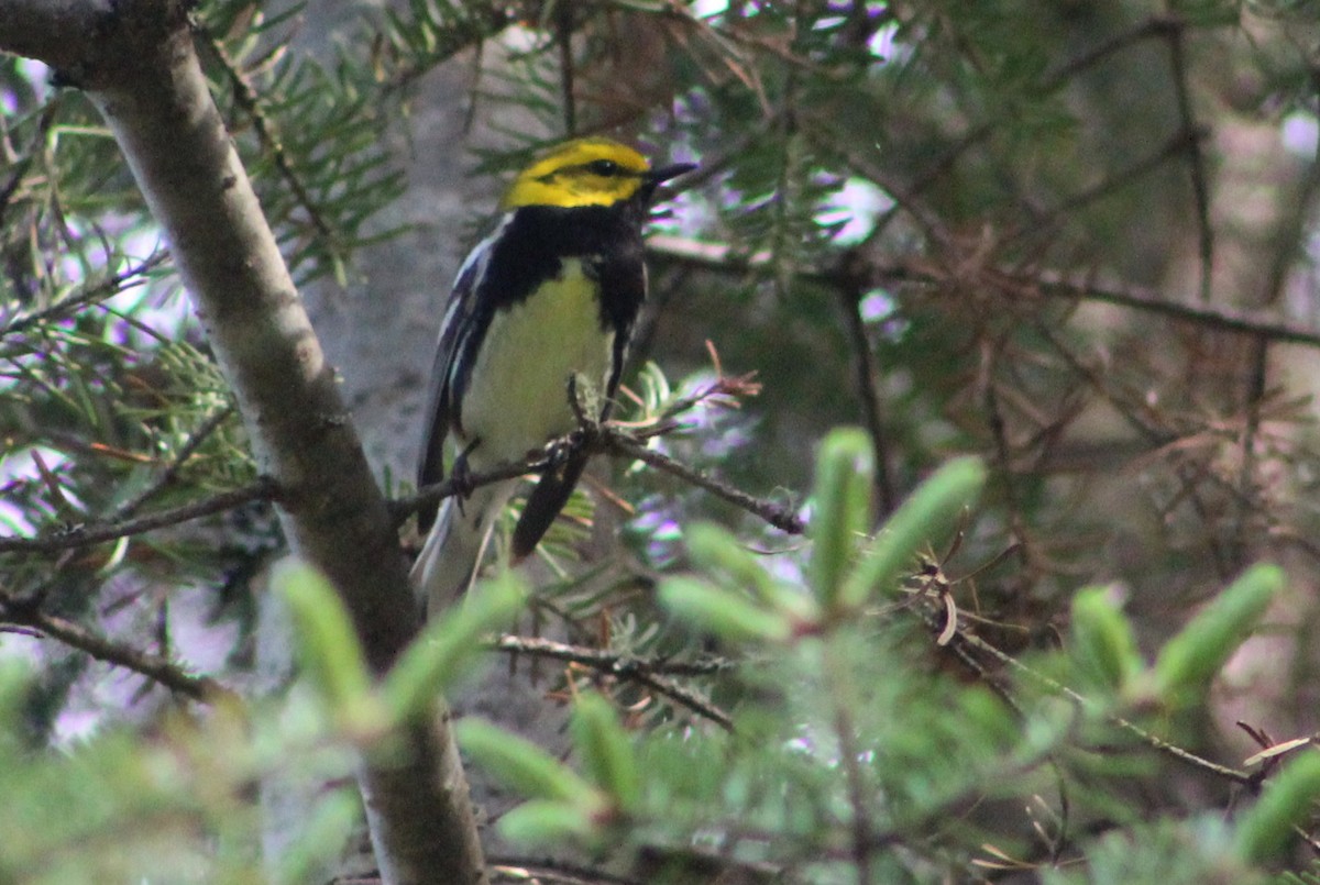 Black-throated Green Warbler - ML382184181