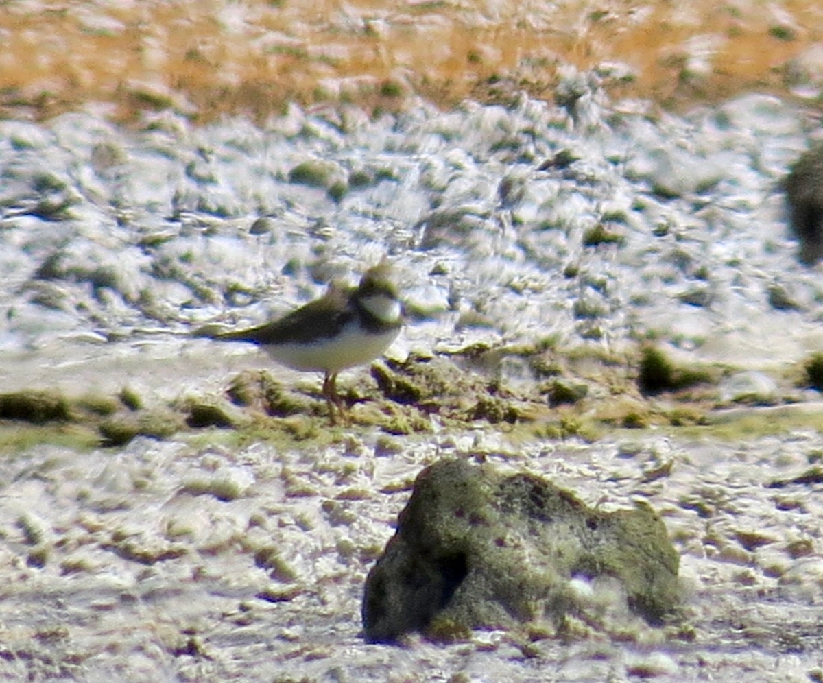 Semipalmated Plover - ML382186201