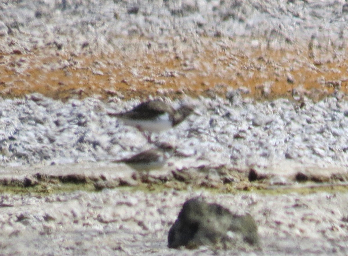 Semipalmated Plover - ML382186231