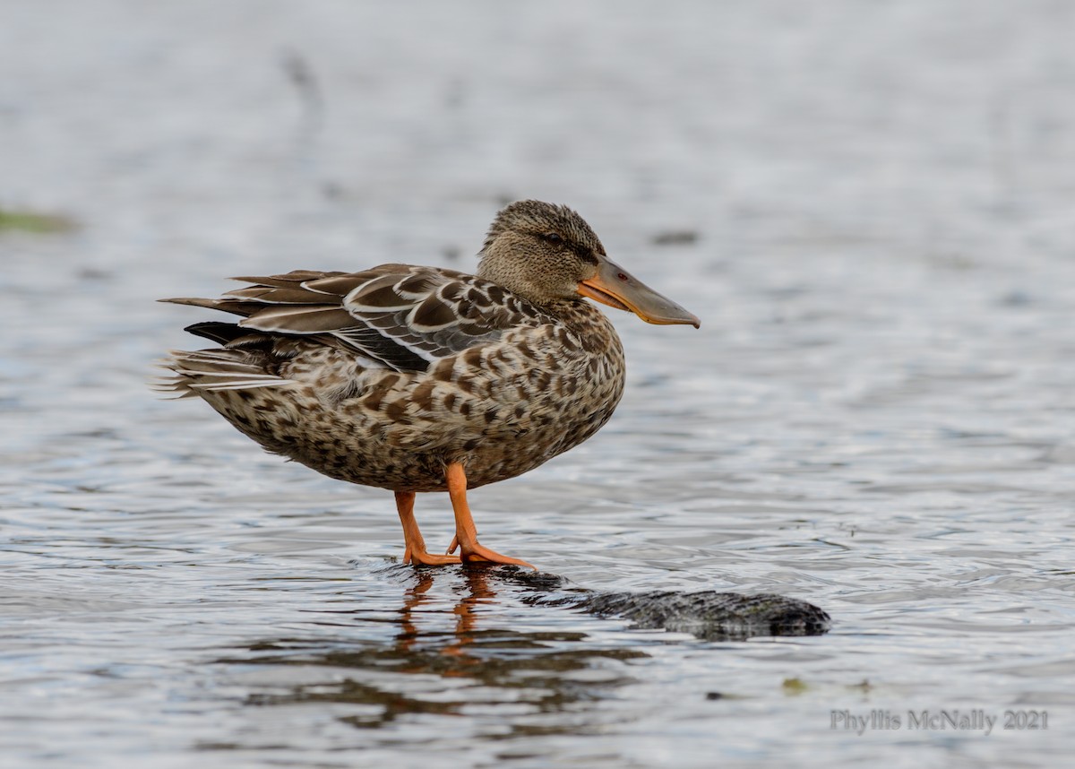 Northern Shoveler - Phyllis McNally