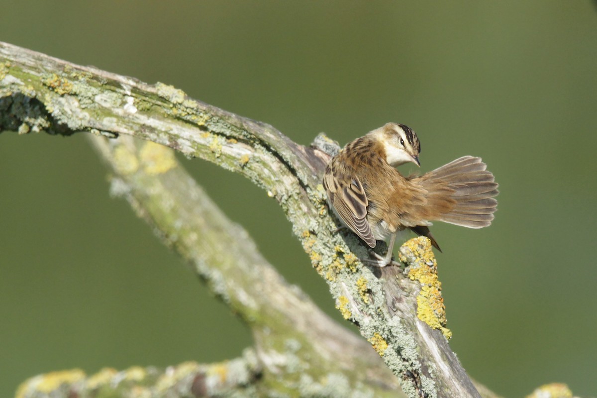 Sedge Warbler - ML38218861