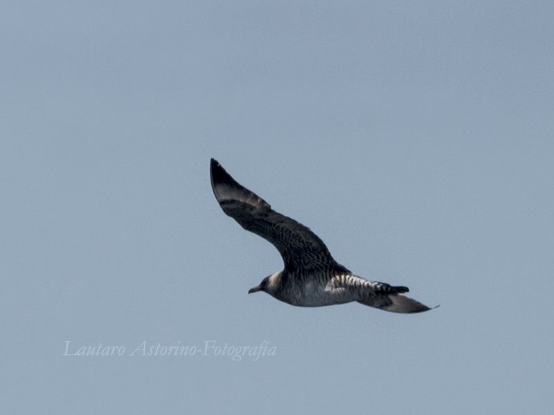 Pomarine Jaeger - Lautaro Astorino