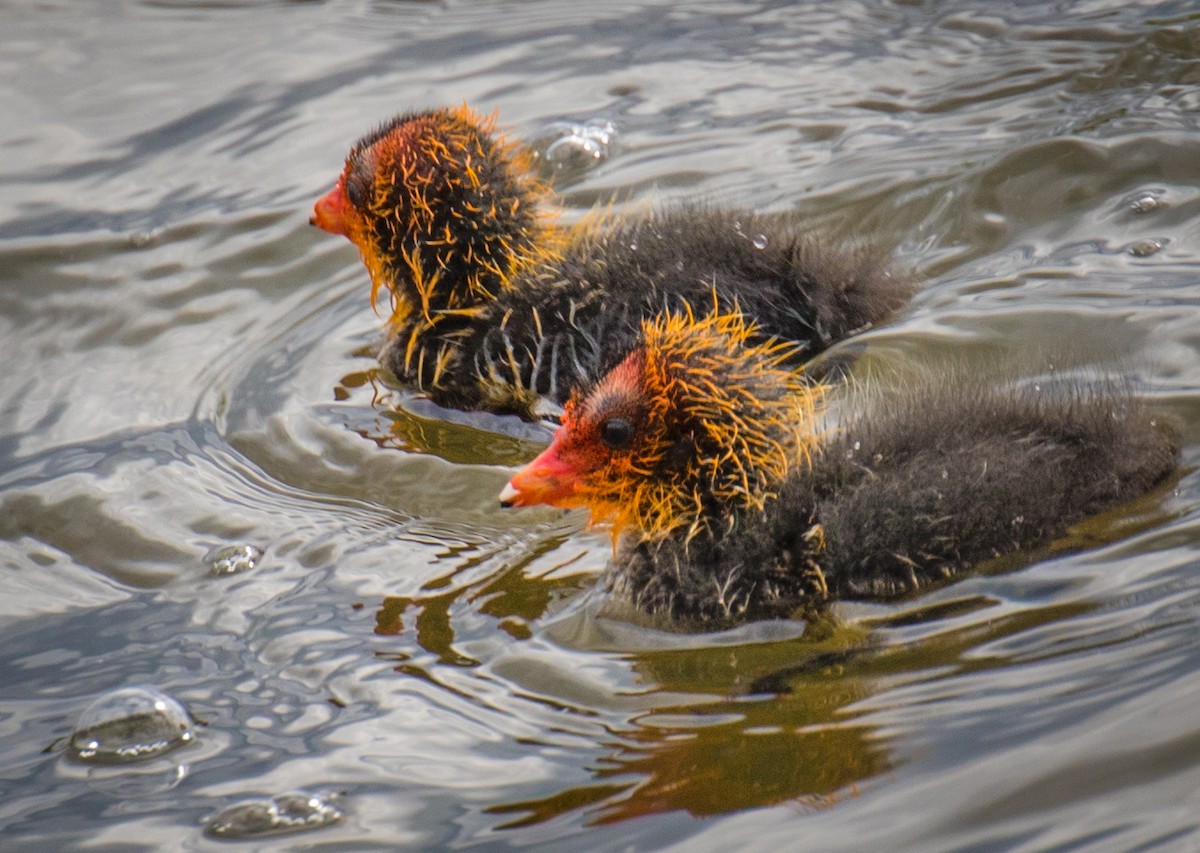 Eurasian Coot - ML382189441