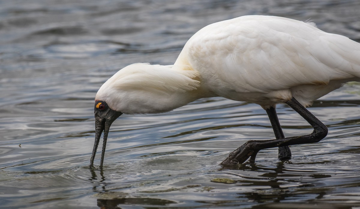 Royal Spoonbill - ML382189611