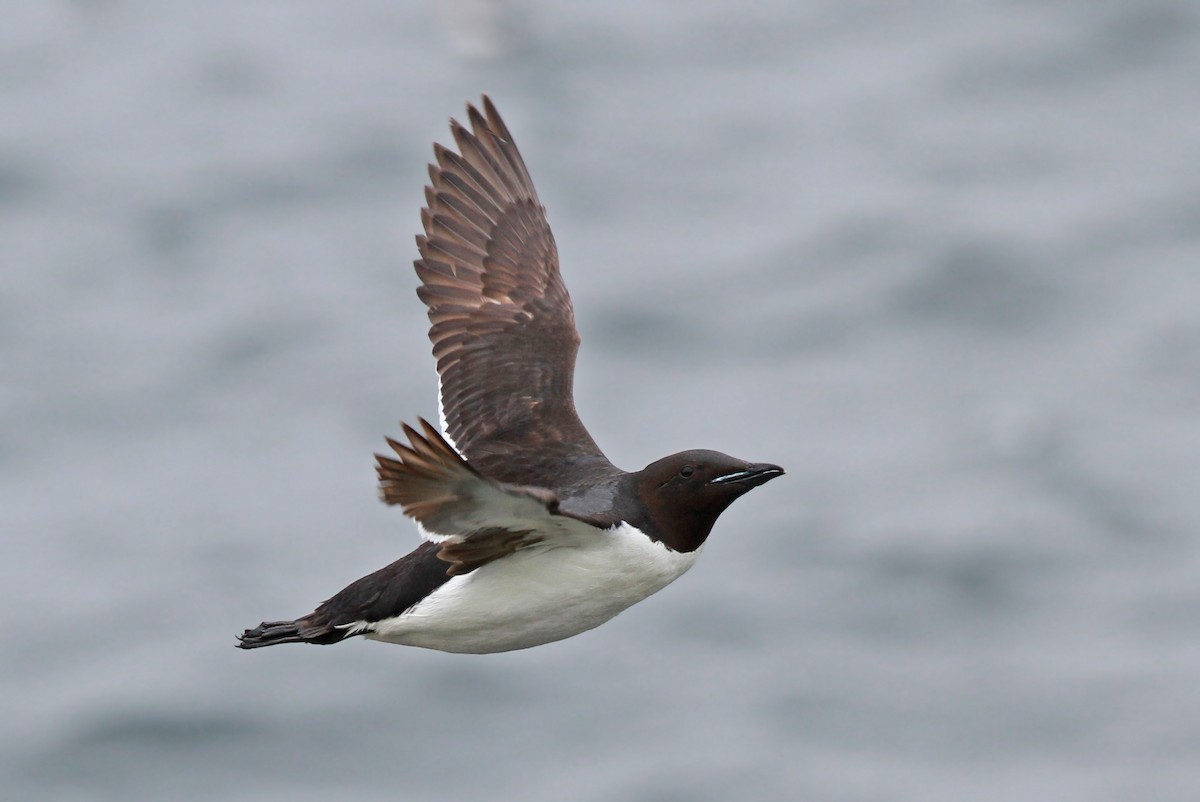 Thick-billed Murre - ML38219031