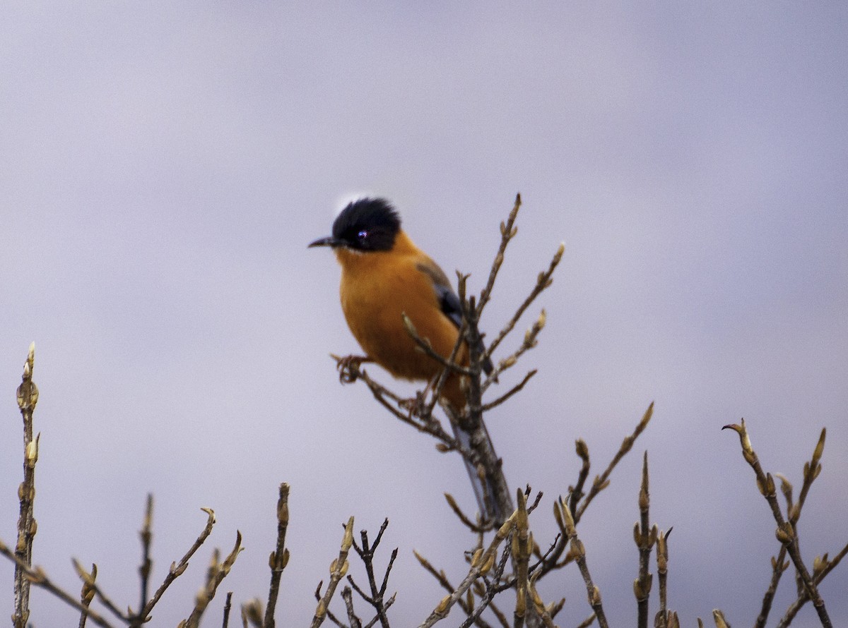 Crimson Sunbird - ML382190881