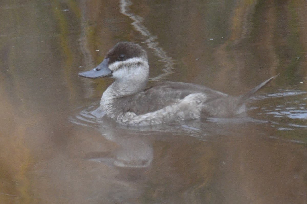 Ruddy Duck - ML382191271