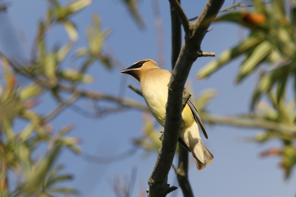 Cedar Waxwing - ML382192451