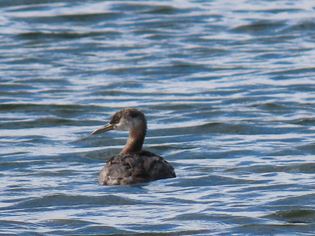 Red-necked Grebe - ML382193151