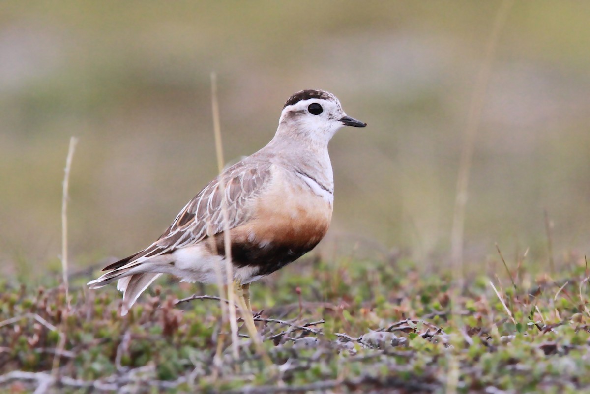 Eurasian Dotterel - ML38219341