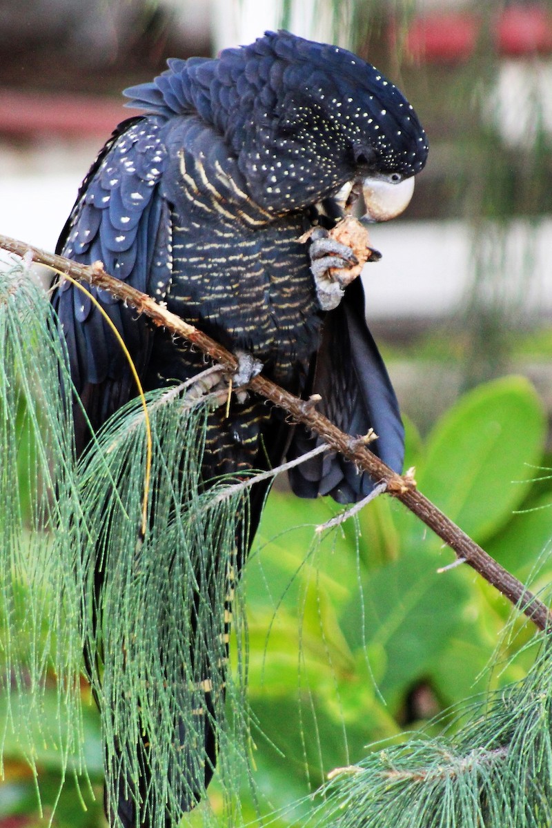 Red-tailed Black-Cockatoo - ML382194331